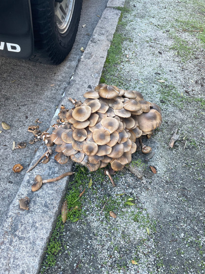 Two toned cluster of mushrooms on the sidewalk