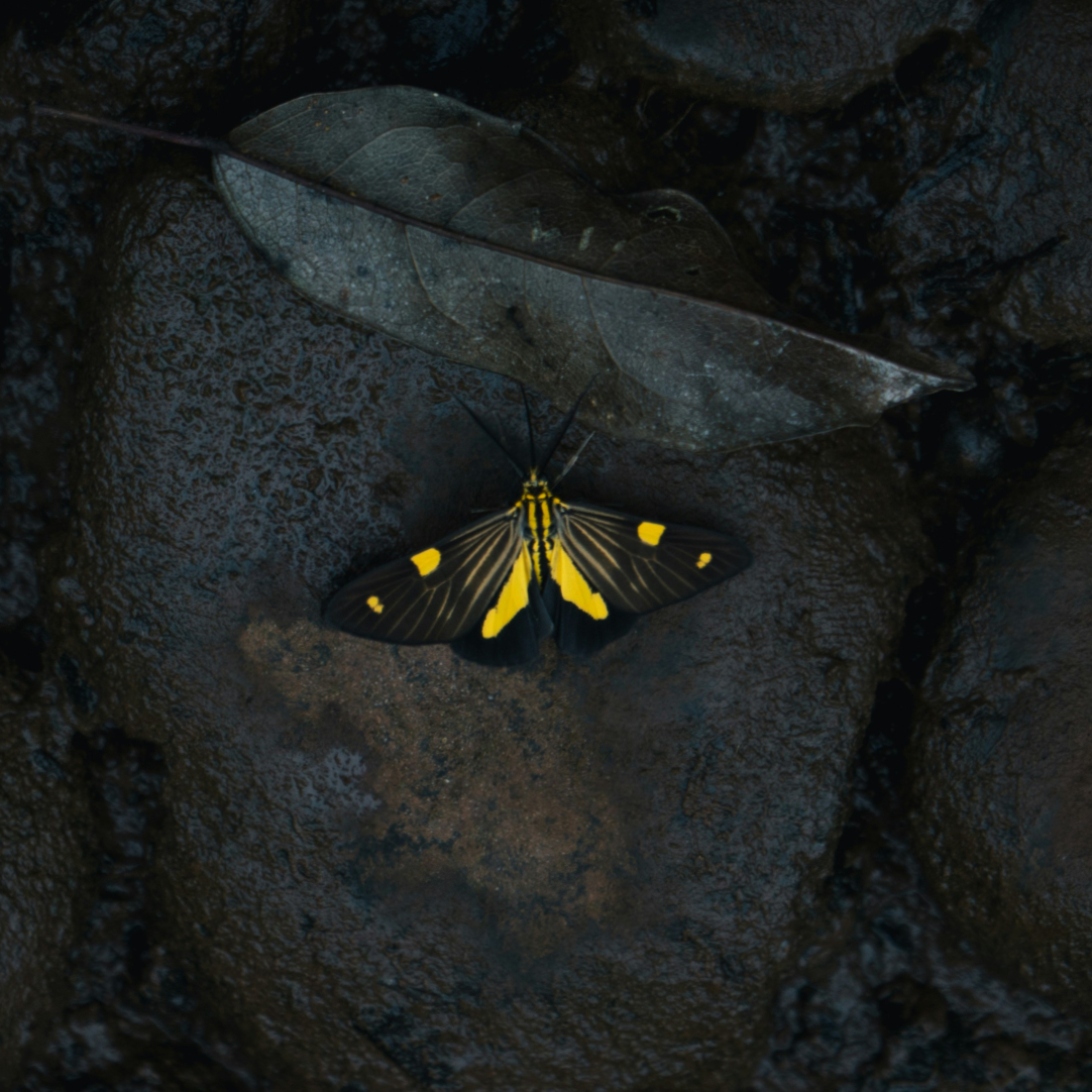 Writer: Butterfly