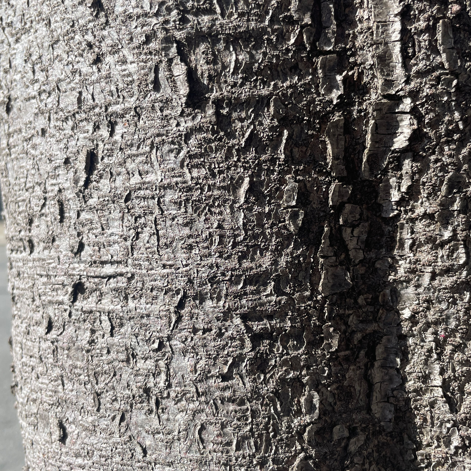 Purple plum tree bark texture