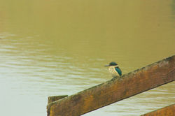 Kingfisher