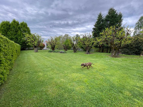 il giardino e i suoi gelsi antichi