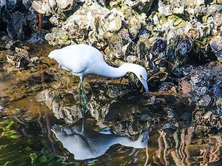 Juvenile little blue heron near oyster beds on Pine Island, FL.