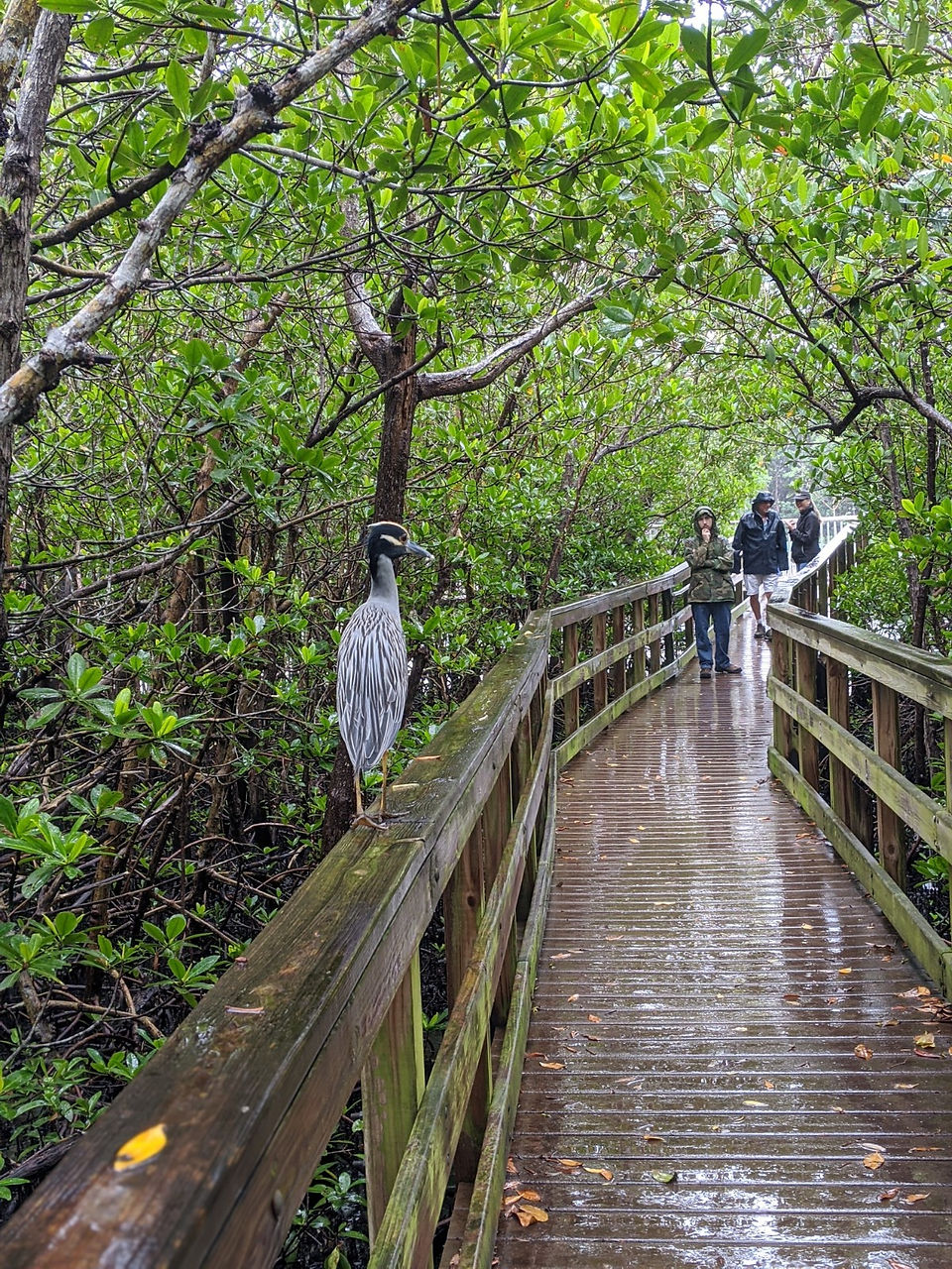 Yellow-crowned Night-Heron standing on the railing of the boardwalk