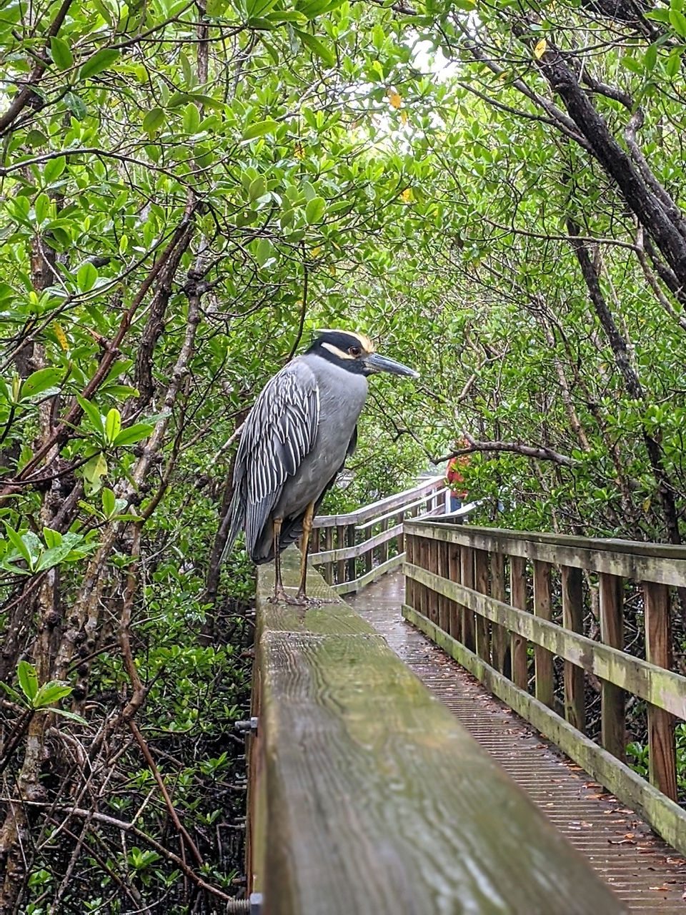 Yellow-crowned Night-Heron standing on the railing of the boardwalk