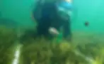 A diver examining eelgrass underwater