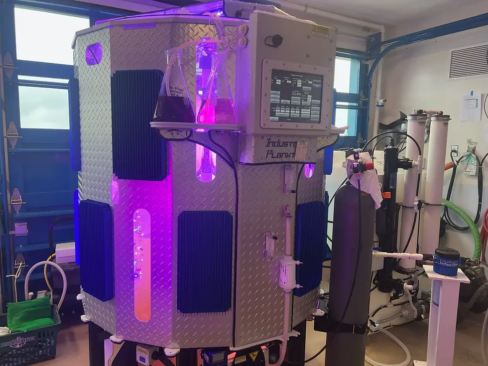 A phytoplankton photobioreactor in a lab
