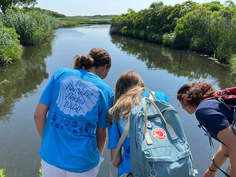 Kids looking into the water at Nantucket Harbor