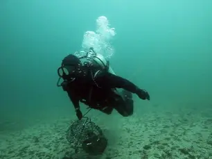 A diver collecting scallops underwater