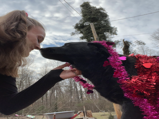 Having a Dog is Better than Having a Girlfriend/Boyfriend