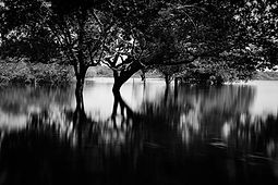 Fotografia fine art, em preto e branco, em loga exposição, do Tarumã, em Manaus - Amazonas. Floresta submersa.