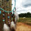 Thumbnail: Dream Catcher - 6" Ring