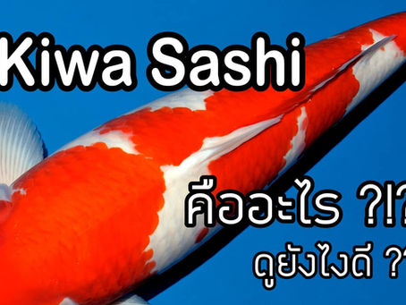 คิวะ-ซาชิ ทำเซียน เหมือนเรียนมา  