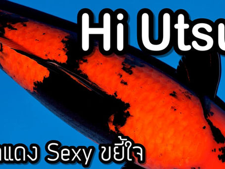 Hi Utsuri ปลาสองสีดียังไง เขาถึงมีกันแทบทุกบ่อ 