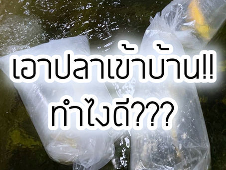 วิธีเอาปลาคาร์ฟชุดใหม่เข้าบ้าน (วิธีลงปลาใหม่)