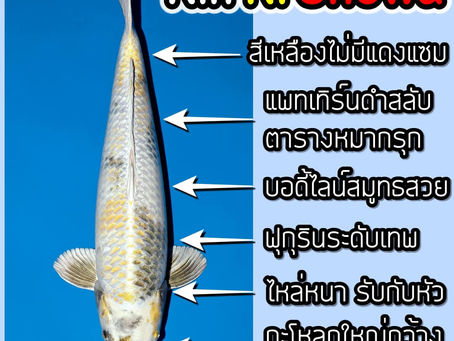 Kin Ki Showa ของแปลกหายาก เราจัดให้ 