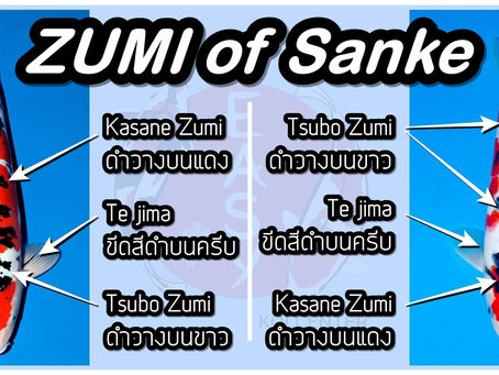 มาดูซูมิของซันเก้กันบ้าง