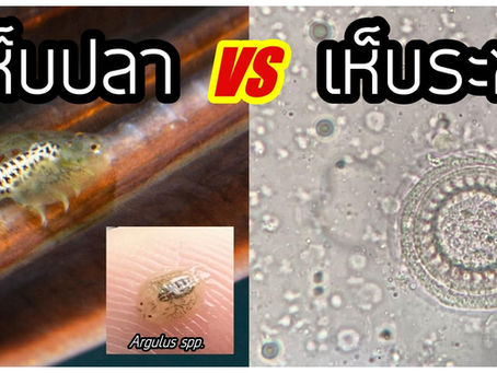 เห็บปลา vs เห็บระฆัง ต่างกันยังไงน้า