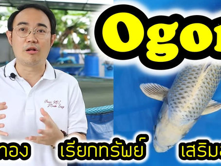 Ogon ปลาสีทอง เสริมฮวงจุ้ย เฮงๆ รวยๆ 