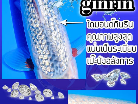 Daimond Ginrin ไดมอนด์ กินริน สายพันธุ์สวยหรู ดูแพง