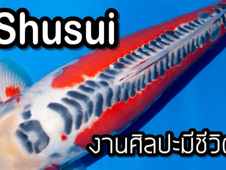 Shusui งานศิลปะมีชีวิต