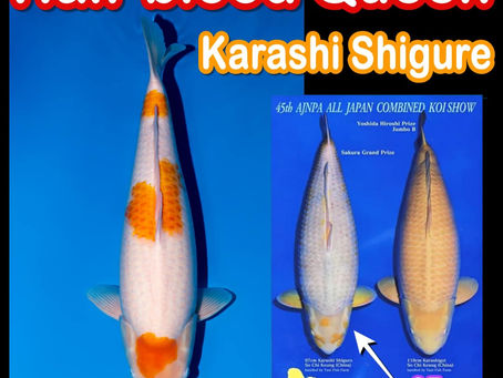 Karashi Shigure ราชินีเลือดผสมสุดหายาก