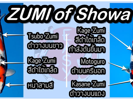 ว่าด้วยเรื่องซูมิ ของโชว่า