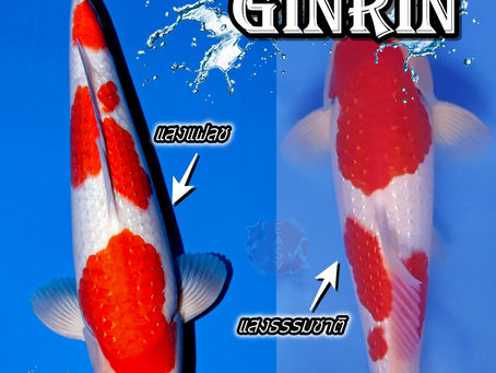 Pearl Ginrin Kohaku สายพันธุ์ที่งดงามดุจไข่มุขเลอค่า