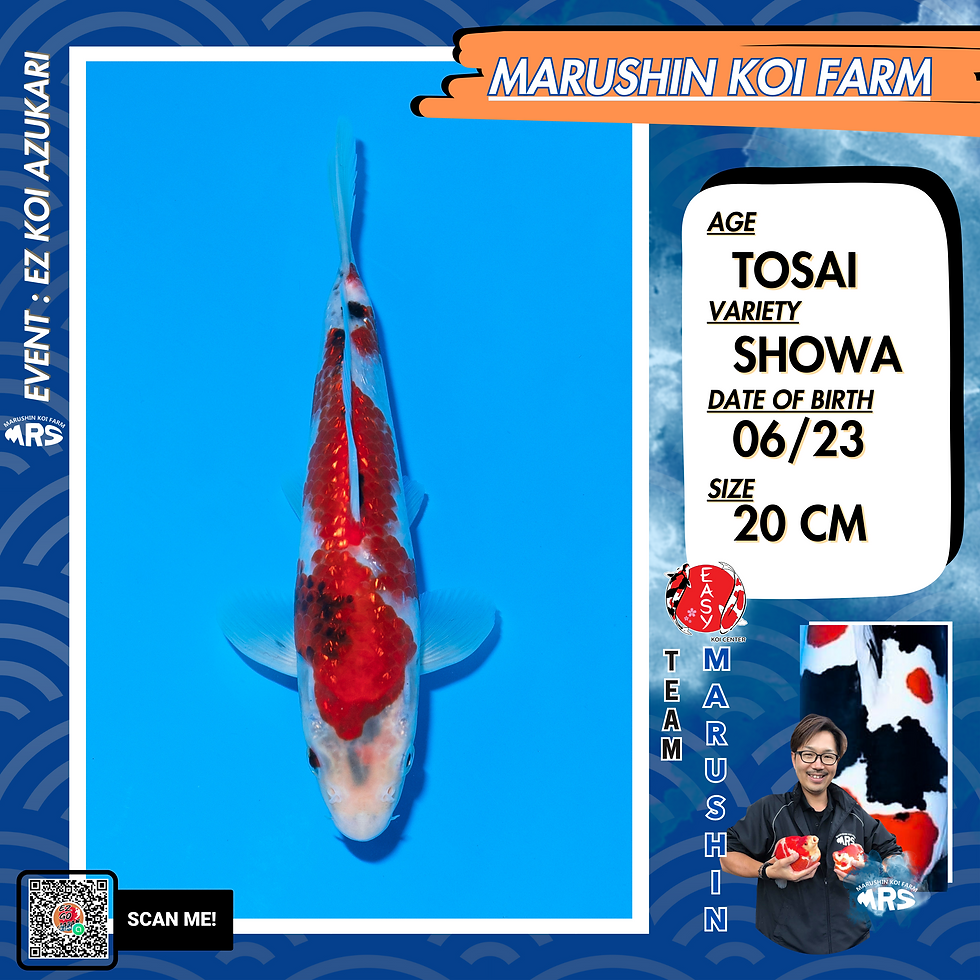 Thumbnail: Marushin Ginrin Showa