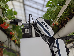 Berry harvesting in the Greenhouse