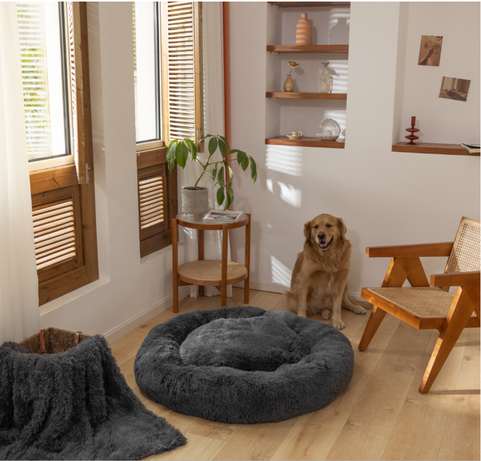 Thumbnail: Golden Retriever dog sitting near comfy pet bed