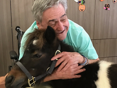 Experience Equestrian Therapy with Miniature Horses
