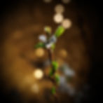 98DB0E18-115E-4078-8AD2-620B42698097.jpeg