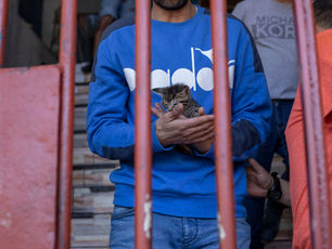 😱📷🐱 Cientos de felinos (gatitos) viven en la Ex Penitenciaría de Santiago.
