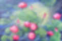 night-blooming-lotas.jpg