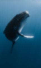 Nager face à une baleine à bosse dans les eaux profondes de Moorea, illustrant les tours d'observation et de nage avec les baleines proposés par Native Mozcean.