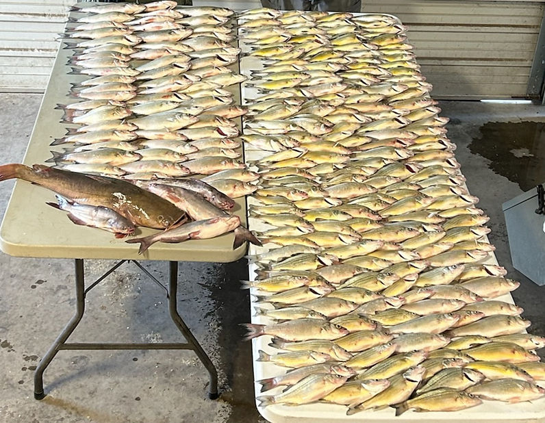 Pic of Fish 1.jpg