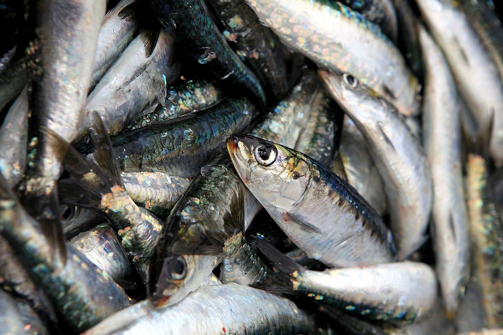 SeaWalking Peniche_pesca sardinha