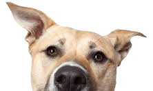 images (15)_edited_edited.png