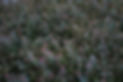 L1020350.jpg
