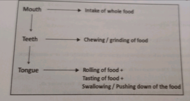 Life Process class 10 notes