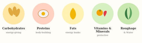 6th Standard Science - Chapter 3 Mindful Eating: A Path to a Healthy Body