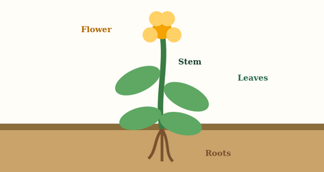 Diversity in the Living World 6th standard Science