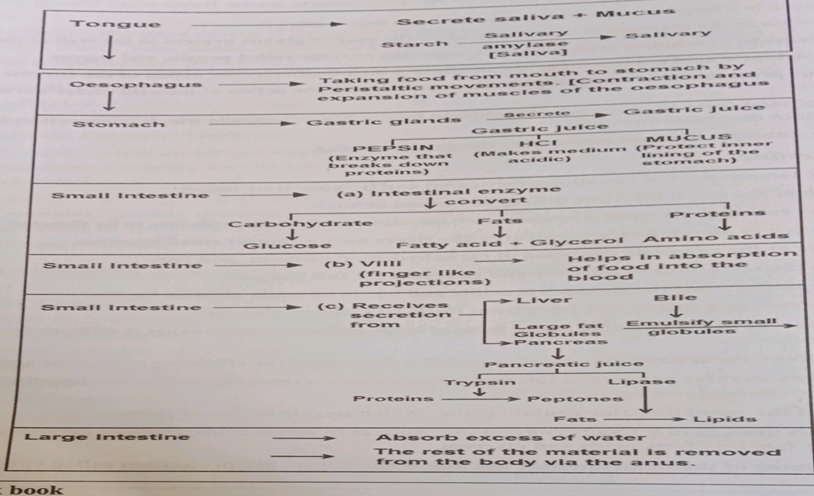 Life Process class 10 notes