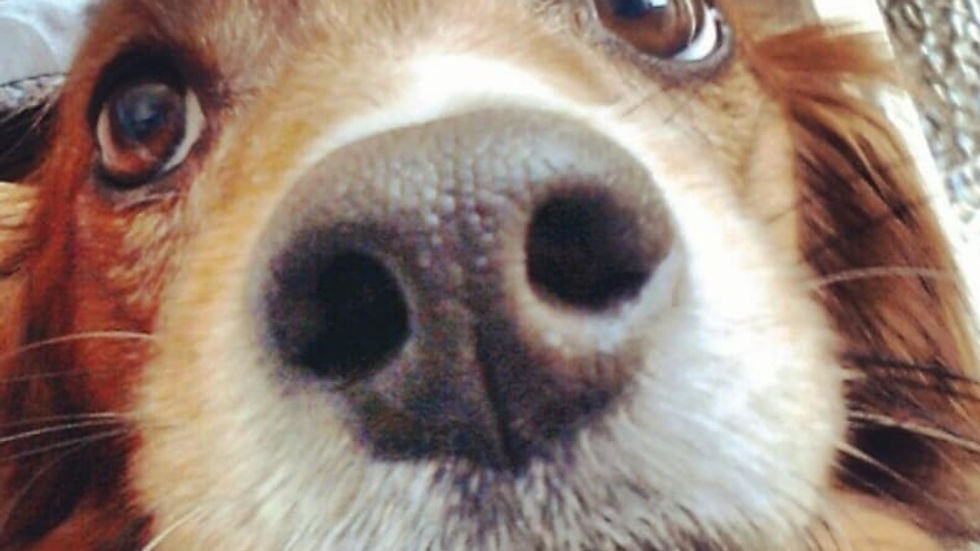 Close-up of a dog's face with a curious expression, focusing on its nose. Background shows a patterned fabric and part of a framed picture.