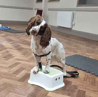 Brown and white spaniel with paws on a stool in class