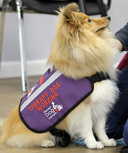 long haired bwon and white dog with purple therapy dog vest