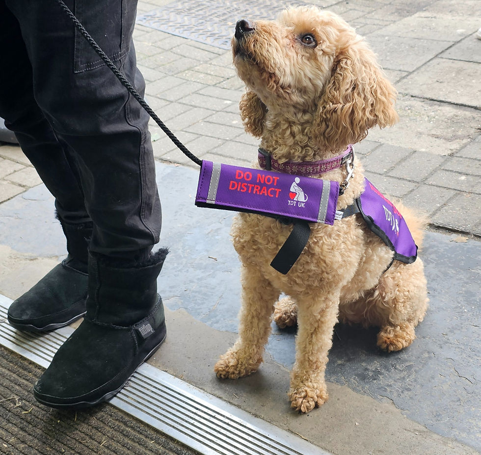 Thumbnail: TDT UK Assistance Dog Vest