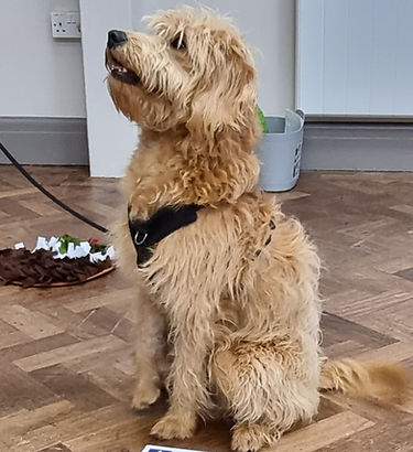 Fluffy brown dog sitting on a wooden floor