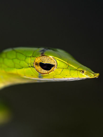 vine snake portrait.jpg