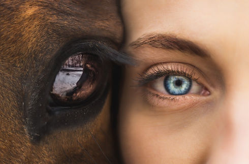 animal-healing-constellation-kinga-inner-luminescence